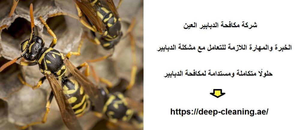 شركة مكافحة الدبابير العين