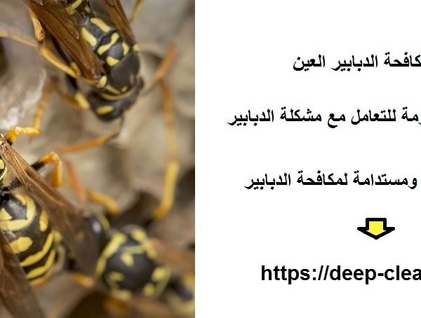 شركة مكافحة الدبابير العين