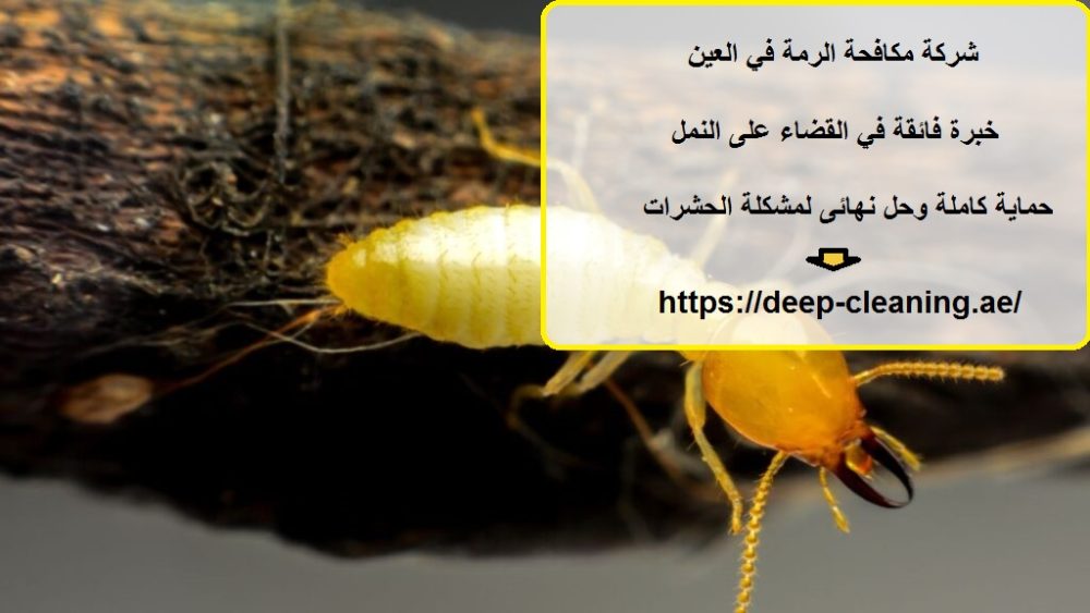 شركة مكافحة الرمة في العين