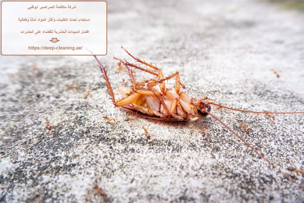 شركة مكافحة الصراصير ابوظبي