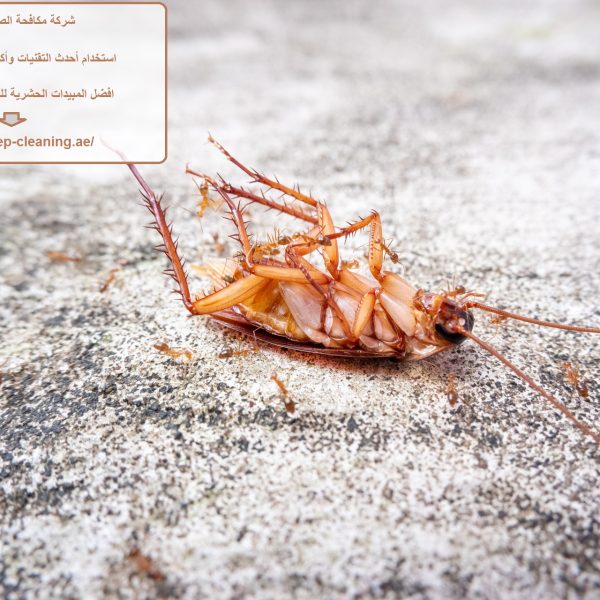 شركة مكافحة الصراصير ابوظبي