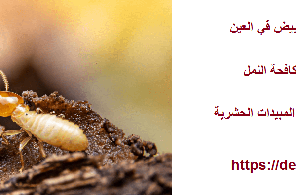 شركة مكافحة النمل الابيض في العين