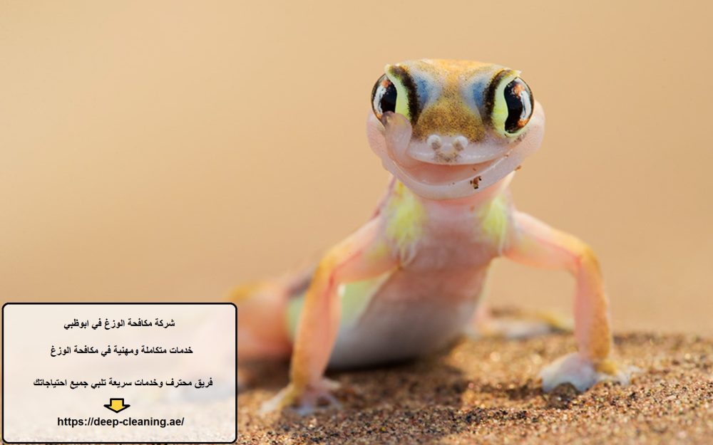 شركة مكافحة الوزغ في ابوظبي