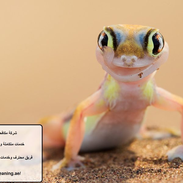 شركة مكافحة الوزغ في ابوظبي