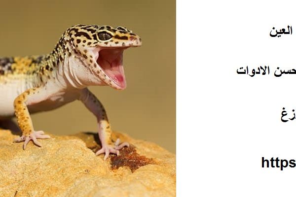 شركة مكافحة الوزغ في العين